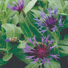 Attēlu rezultāti vaicājumam “Centaurea”