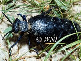 Attēlu rezultāti vaicājumam “Meloidae”