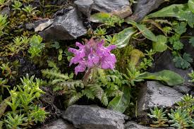 Attēlu rezultāti vaicājumam “Pedicularis palustris fruit”