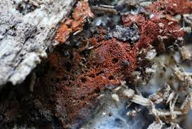 Attēlu rezultāti vaicājumam “Ceriporia”