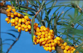 Attēlu rezultāti vaicājumam “Hippophae rhamnoides fruit”