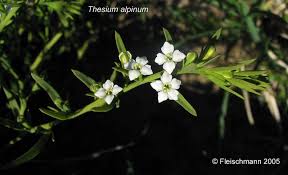 Attēlu rezultāti vaicājumam “Thesium ebracteatum”