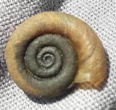 Attēlu rezultāti vaicājumam “Planorbis planorbis”