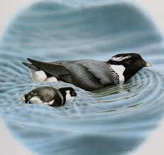 Image result for Synthliboramphus antiquus