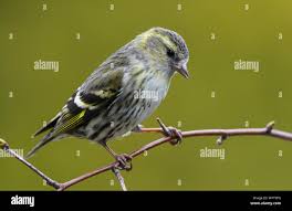 Attēlu rezultāti vaicājumam “Carduelis spinus female”