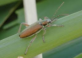 Attēlu rezultāti vaicājumam “Donacia clavipes”