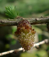 Attēlu rezultāti vaicājumam “Larix kaempferi female flower”
