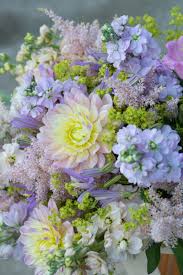 Attēlu rezultāti vaicājumam “Alchemilla subcrenata  flower”