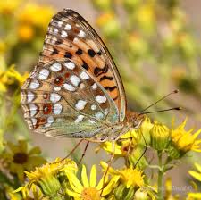Attēlu rezultāti vaicājumam “Argynnis adippe underside”