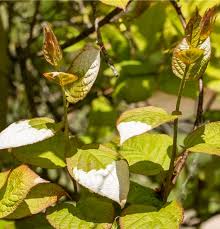 Attēlu rezultāti vaicājumam “Actinidia kolomikta”