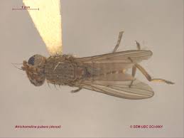 Attēlu rezultāti vaicājumam “Sciomyzidae”