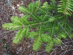 Attēlu rezultāti vaicājumam “Abies balsamea”