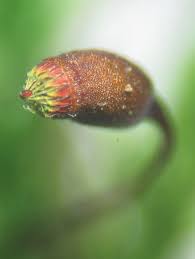 Attēlu rezultāti vaicājumam “Platyhypnidium riparioides”