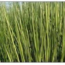 Attēlu rezultāti vaicājumam “Cribraria rubiginosa”