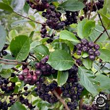 Attēlu rezultāti vaicājumam “Aronia melanocarpa fruit”