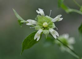 Attēlu rezultāti vaicājumam “Silene baccifera”
