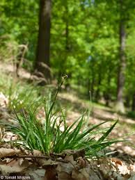 Attēlu rezultāti vaicājumam “Carex pilulifera”