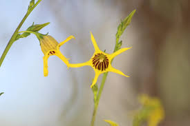 Attēlu rezultāti vaicājumam “Enteridium variabile macro”