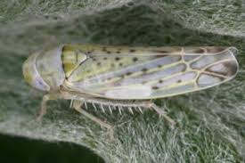 Attēlu rezultāti vaicājumam “Eupteryx vittata”