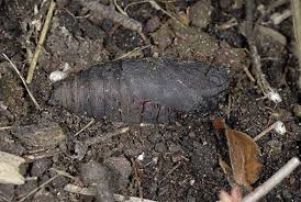 Attēlu rezultāti vaicājumam “Laothoe populi larva”