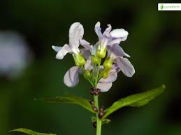 Attēlu rezultāti vaicājumam “Cardamine bulbifera flower”