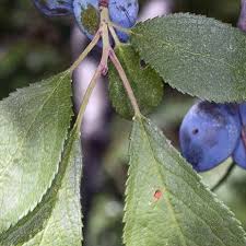 Attēlu rezultāti vaicājumam “Prunus domestica subsp. insitita”