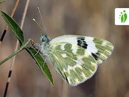 Attēlu rezultāti vaicājumam “Pontia edusa underside”