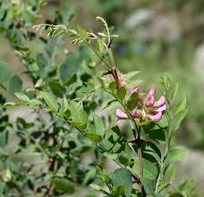 Attēlu rezultāti vaicājumam “Robinia neomexicana”