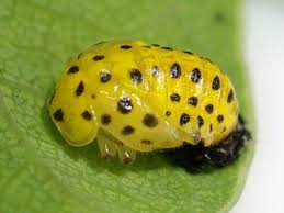 Attēlu rezultāti vaicājumam “Psyllobora vigintiduopunctata”