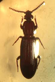 Attēlu rezultāti vaicājumam “Incurvaria oehlmanniella”