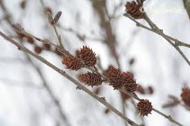Attēlu rezultāti vaicājumam “Betula humilis”