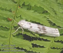 Attēlu rezultāti vaicājumam “Coscinia cribraria”