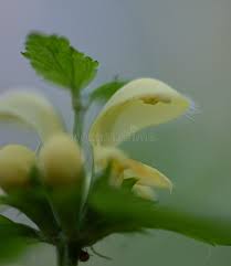 Attēlu rezultāti vaicājumam “Lamiastrum galeobdolon bud”