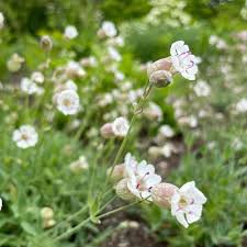 Attēlu rezultāti vaicājumam “Silene vulgaris leaf”