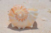 Image result for Sinistrofulgur perversum