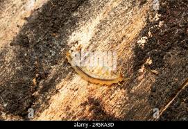 Attēlu rezultāti vaicājumam “Dendrophagus crenatus”