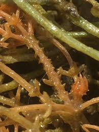 Attēlu rezultāti vaicājumam “Chara tomentosa”