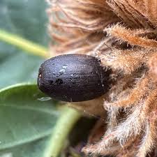 Attēlu rezultāti vaicājumam “Andricus foecundatrix”