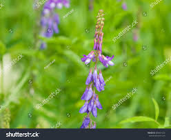 Attēlu rezultāti vaicājumam “Galega orientalis flower”