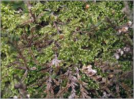 Attēlu rezultāti vaicājumam “Hypnum jutlandicum”