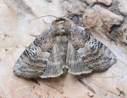 Attēlu rezultāti vaicājumam “Tethea or”