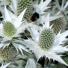 Image result for Edeldistel