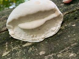 Attēlu rezultāti vaicājumam “Tyromyces chioneus”