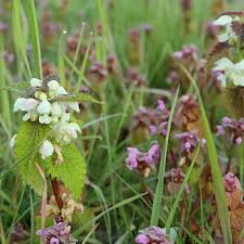 Attēlu rezultāti vaicājumam “Lamium album flower”
