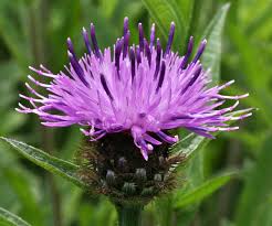 Image result for Centaurea nigra
