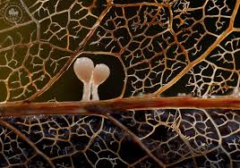 Attēlu rezultāti vaicājumam “Comatricha tenerrima young”