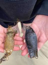 Image result for Cephaloscyllium laticeps