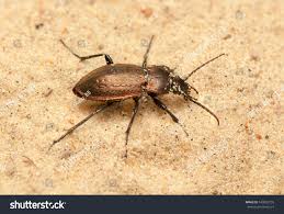 Attēlu rezultāti vaicājumam “Carabus arcensis”