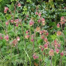 Image result for Geum rivale