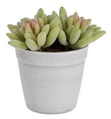 Image result for Mehikasvi